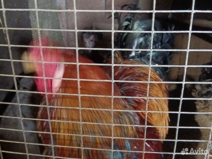 Шикарные чистые породы