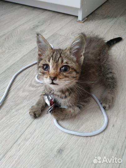 Котенок мальчик бесплатно