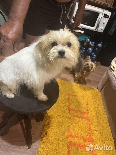 Собака бивер