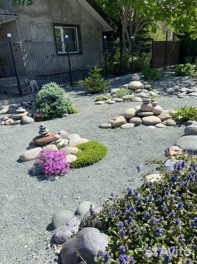 Пихты, кедры, саженцы