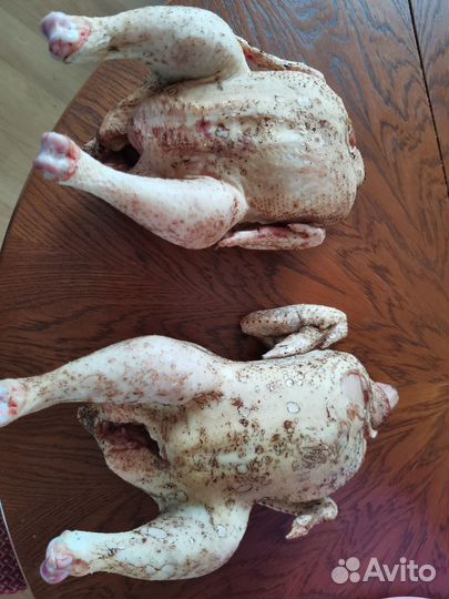 Куры бройлеры тушки мясо