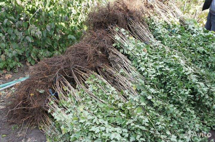 Саженцы крыжовника