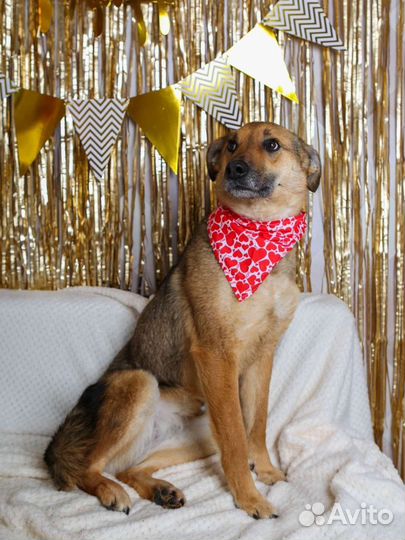 Небольшая милая собака в добрые руки бесплатно