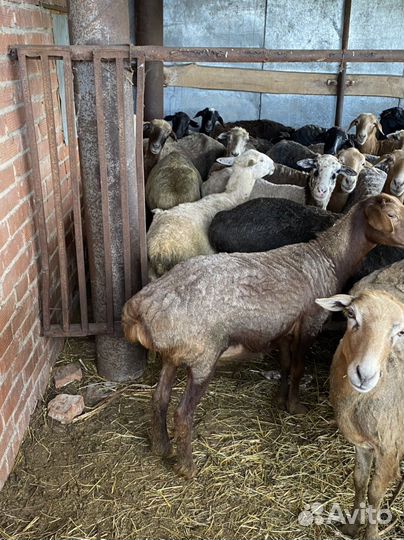 Овцы бараны