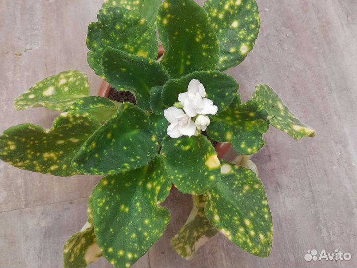 Сортовыая фиалка Космическая Фея