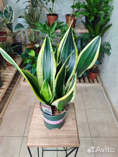 Сансевиерия
