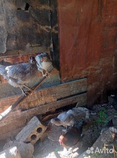 Молодых петушков