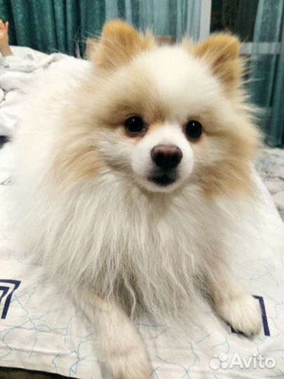 Немецкий шпиц вязка