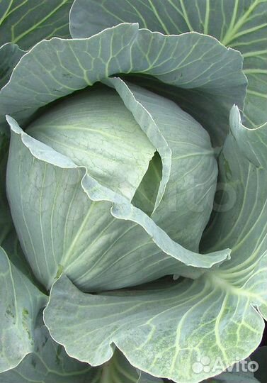 Семена Капусты 
