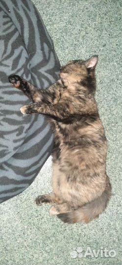 Кошечка в добрые руки