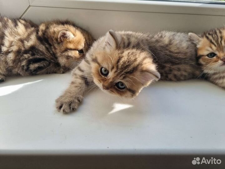 Шотландские котята