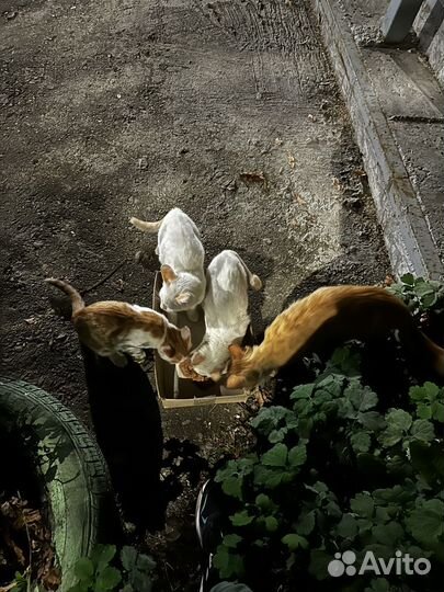 Отдам котят