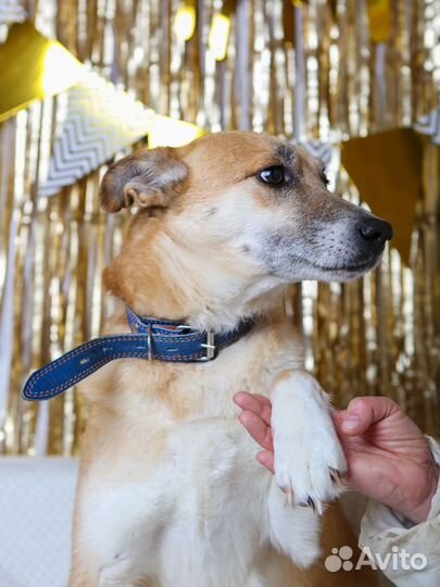 Бывшедомашняя Шейла мечтает обрести дом