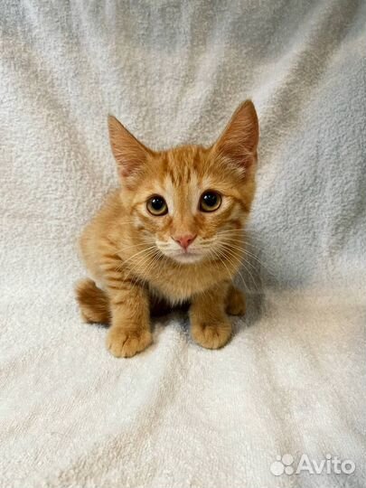 Рыжий котенок и русско-голубая кошечка