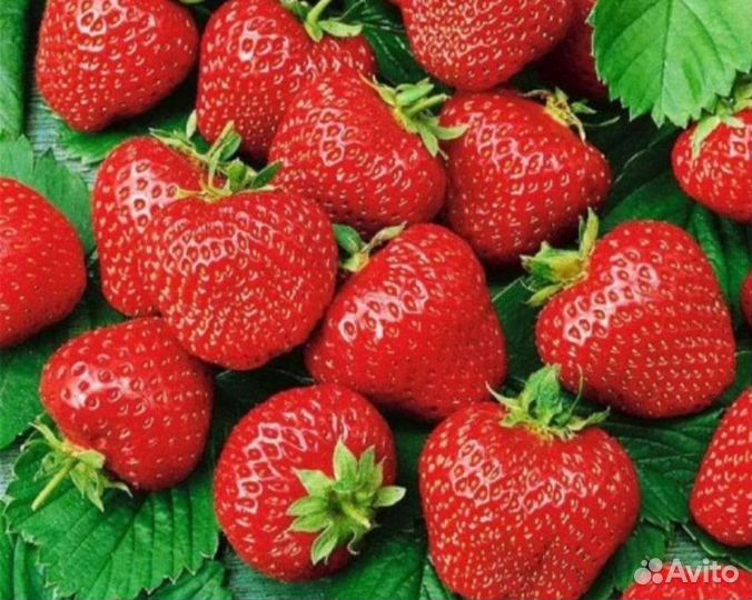 Клубника рассада