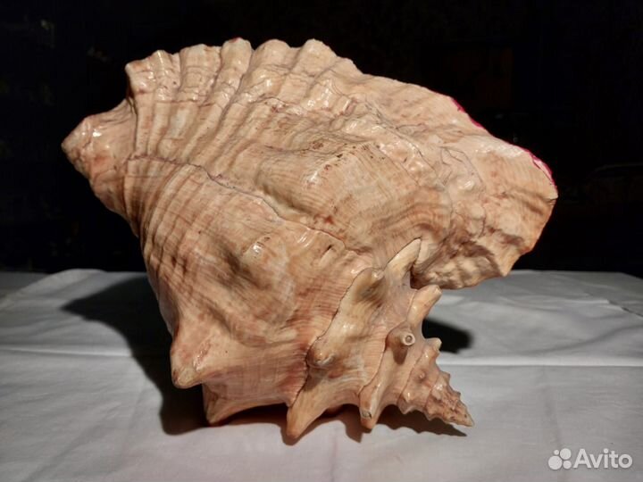 Ракушка морская большая