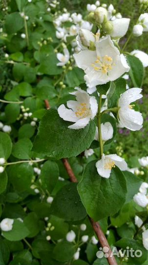 Жасмин Голд