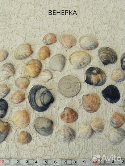 Морские ракушки для творчества