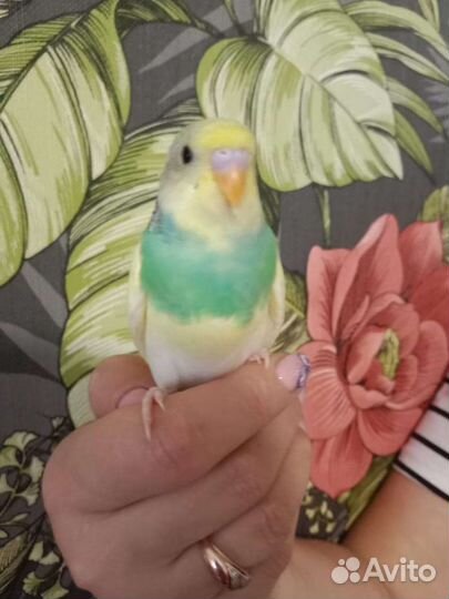 Ручные птенцы волнистого попугая
