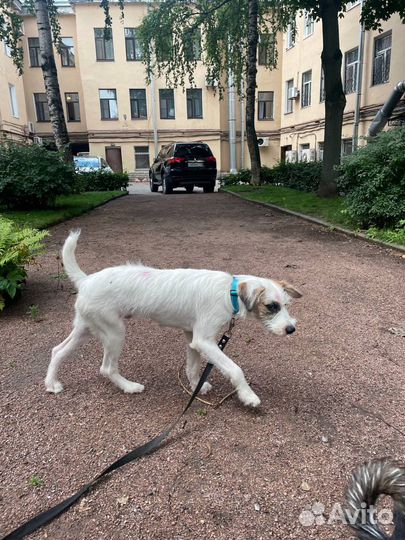 Мальчик-пес Чарли