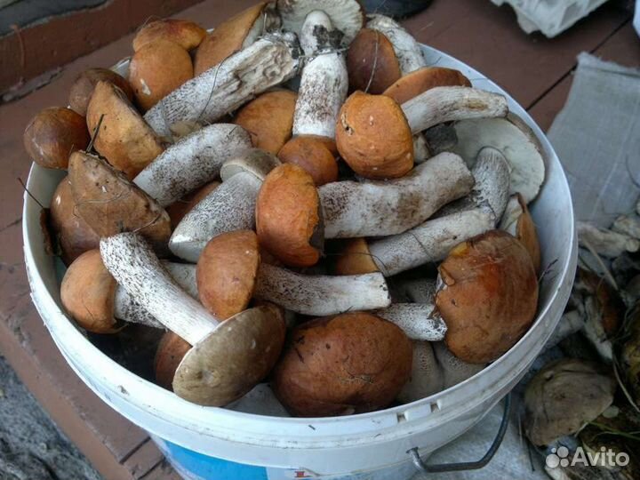 Грибы свежие