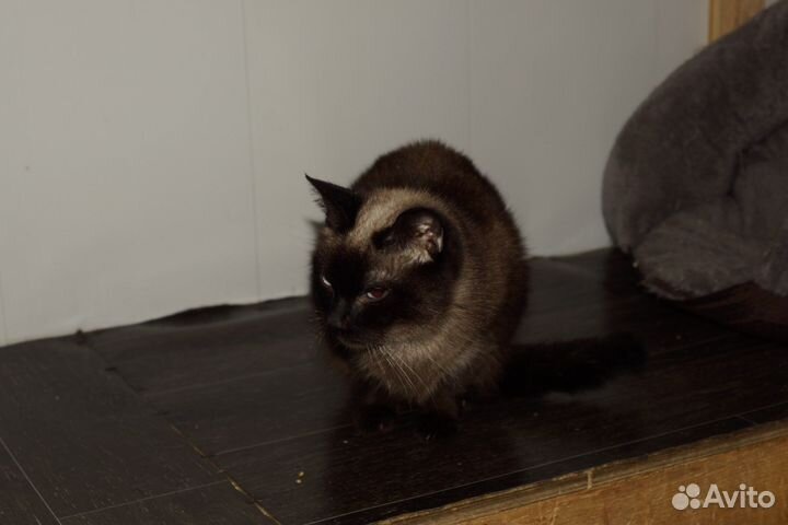 Тайская кошка бесплатно