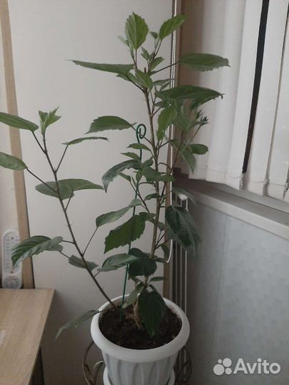 Гибискус китайская роза