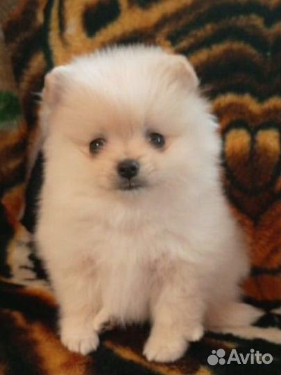 Померанский шпиц мини