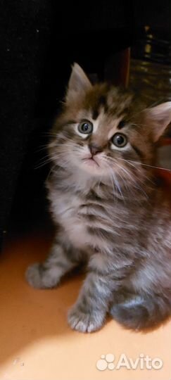 Котята сибирской кошечки