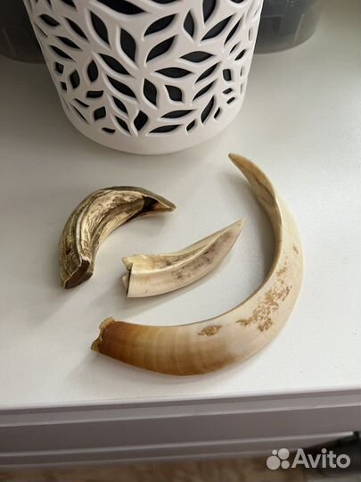 Клыки кабана