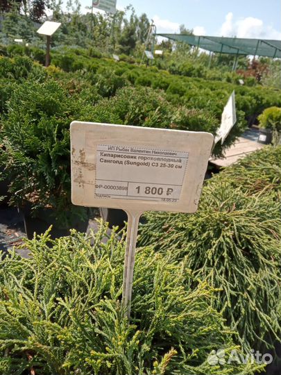 Кипарисовик