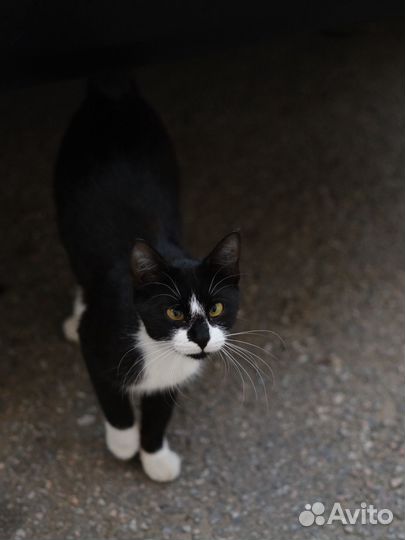 Малышка Капелька (кошка)