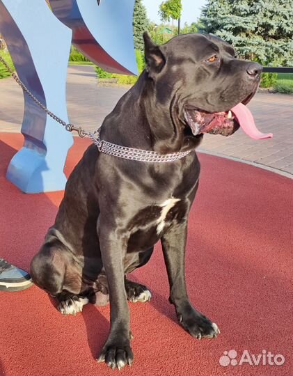 Кобель вязка кане корсо Ростовская область