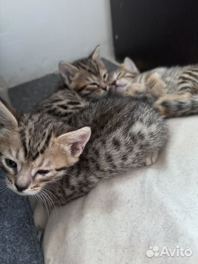 Бенгальская