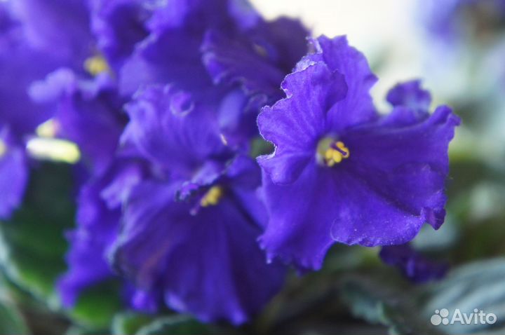 Фиалка листом