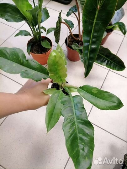 Филодендроны, Стрелиция Регина