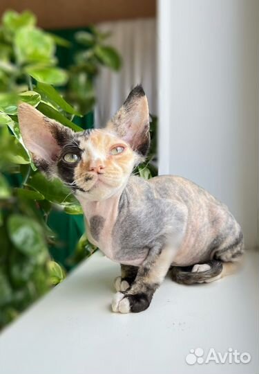 Котята девон-рекс