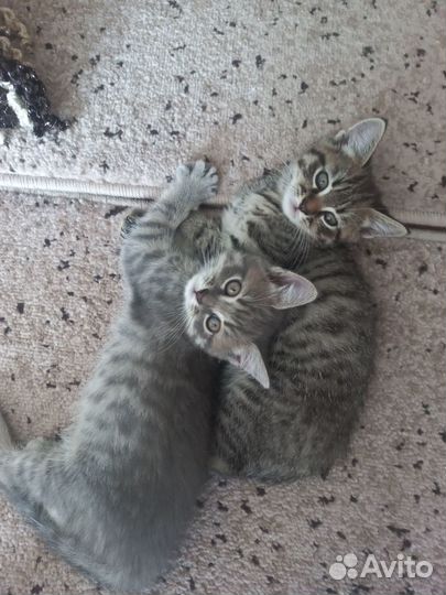 Котята в добрые руки даром