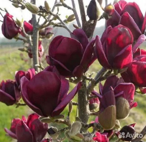 Магнолия Суланжа