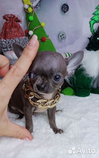 Серенький мышонок мини мальчик чихуахуа