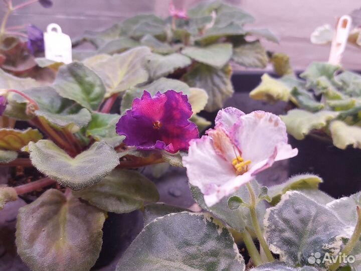 Фиалка сортовая