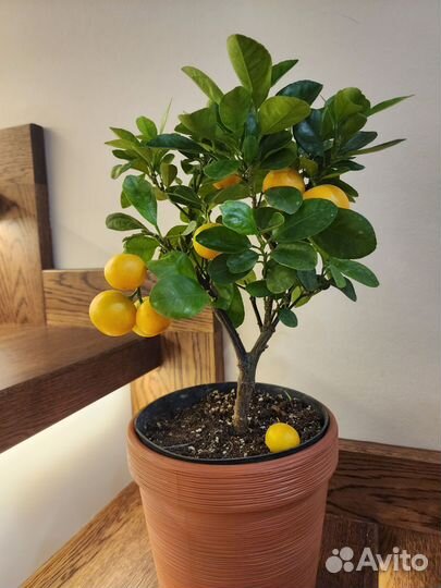 Цитрус каламондин