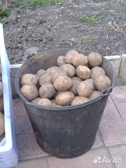 Картофель на посадку ранний сорт,ревьера