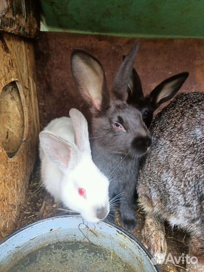 Продам крольчат