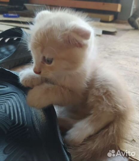 Котята бежевые рыжие вислоухие