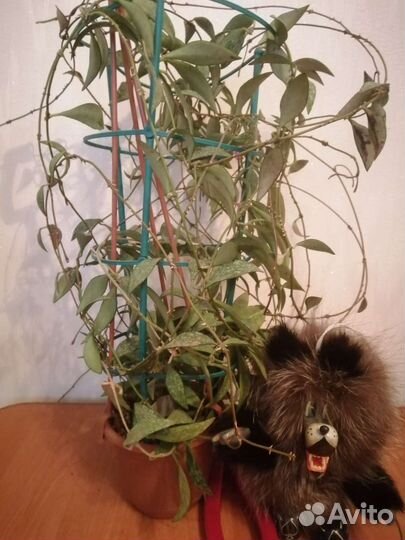 Хоя парвифлора