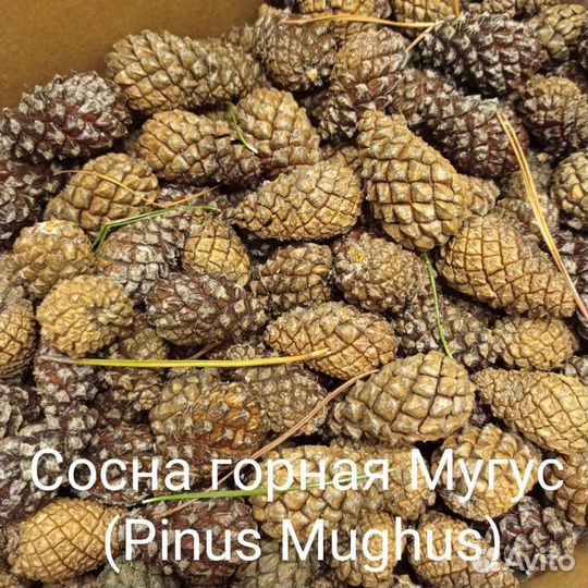 Семена сосны горной Мугус (Pinus Mughus), за 50 шт