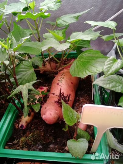 Батат рассада