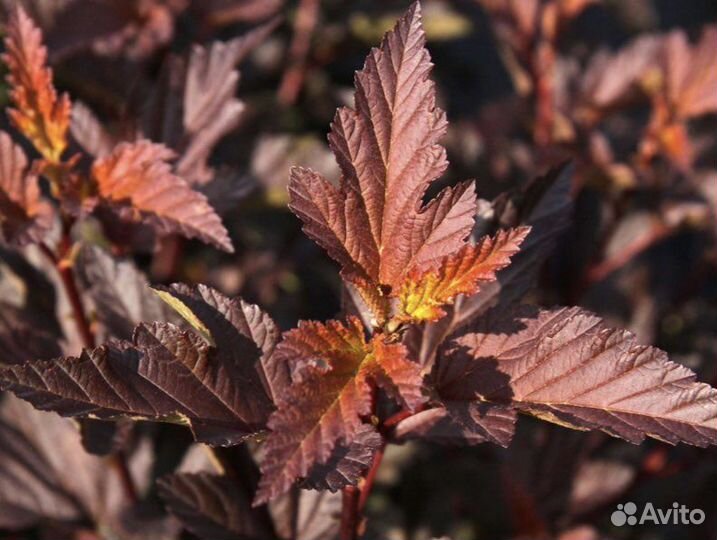 Пузыреплодник Диаболо Д’Ор
