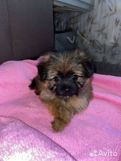 Щенок Мини шпиц